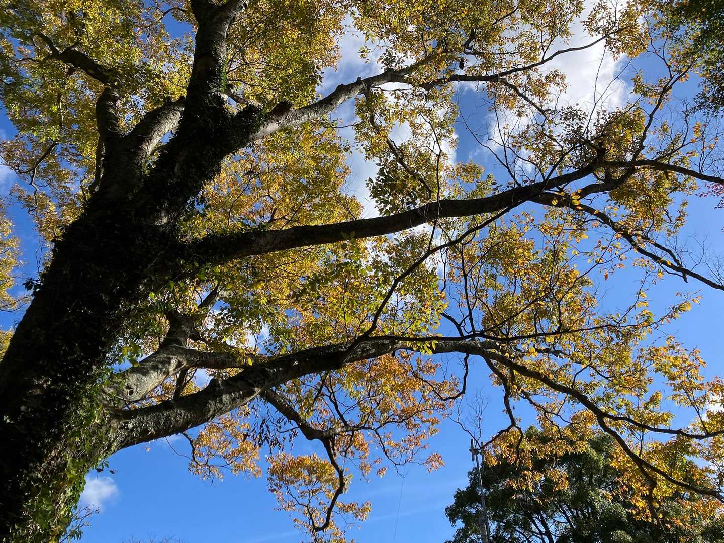 大きな木もあります
黄色く紅葉🟡