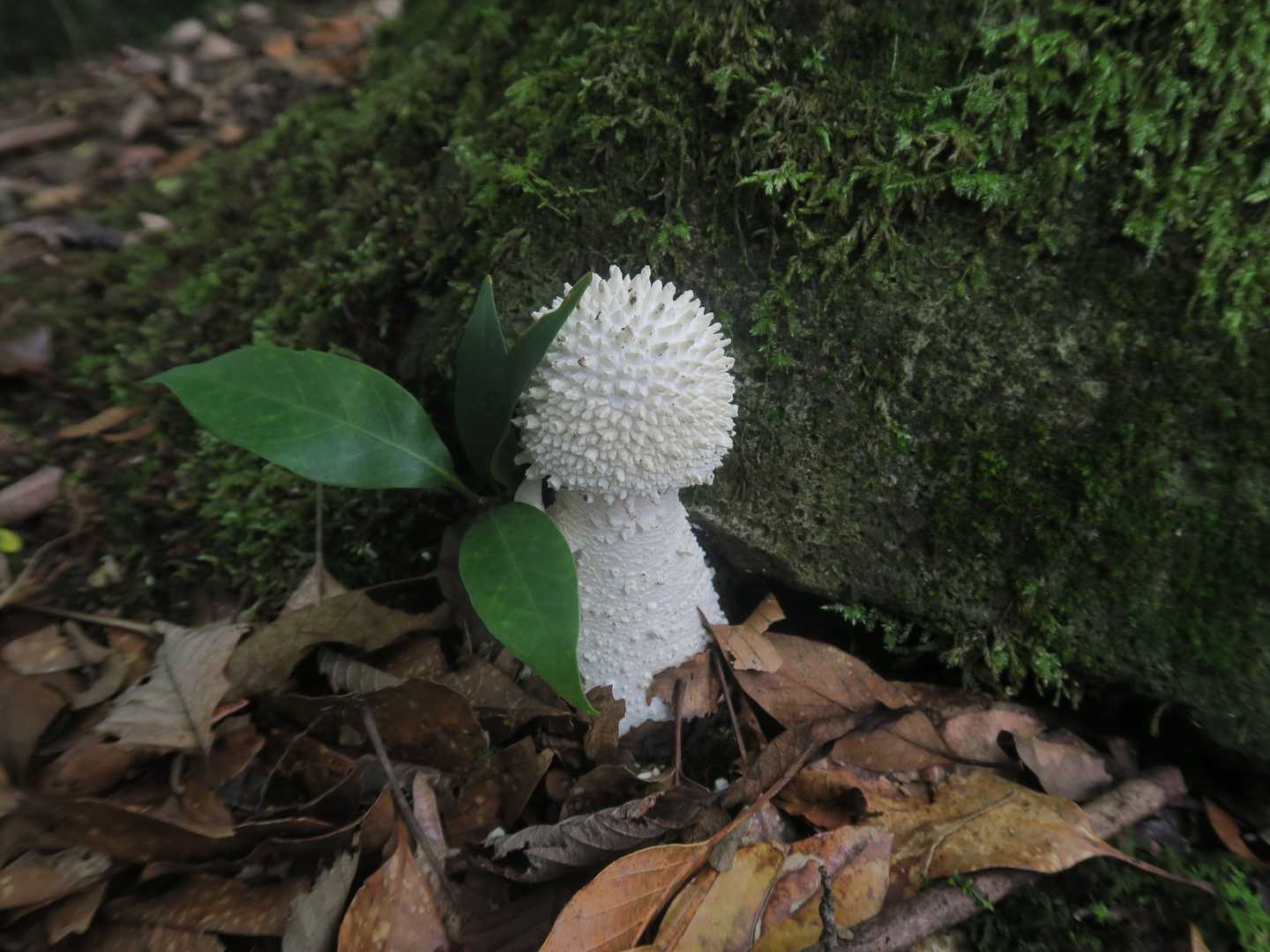 シロオニタケか？　毒あり？