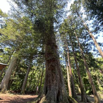 館神社のモミ
樹齢450年、立派だなぁ