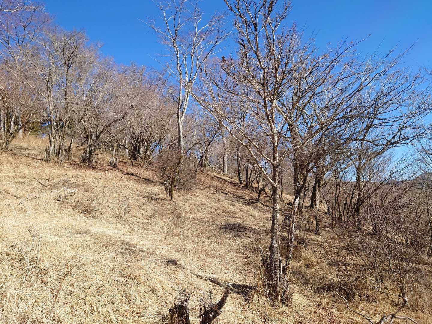 秦野峠から雨山峠までのピースフルな稜線。
ここいら一帯は「静かなる丹沢」と呼ばれているそうですよ。
ルンバも作業可能（限界傾度12度）なくらいの安らぎに満ちた山道。