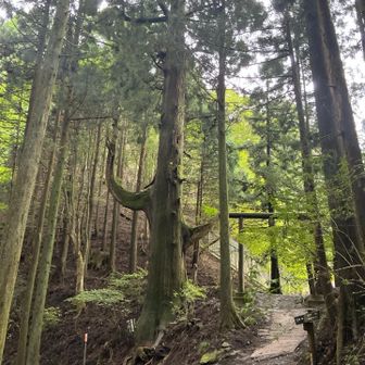 天狗の腰掛杉　大きい