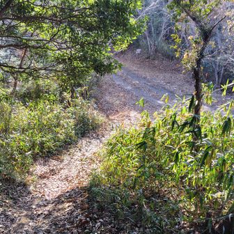 じっくり心を癒せたのでそろそろ帰ります。
山頂から少し下るとすぐに分岐。