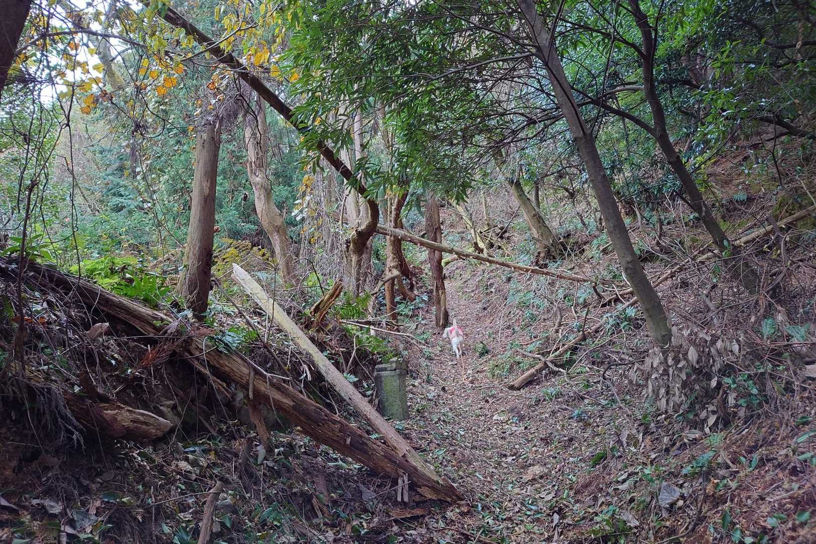 少々荒れ気味の登山道ですが、道はしっかりしています。