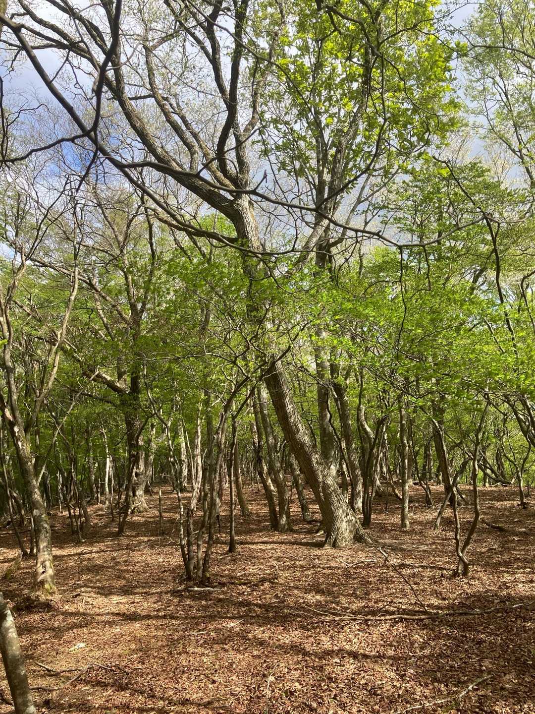 綺麗な自然林の中を歩いて行きました。
思わずパチリしました🤳