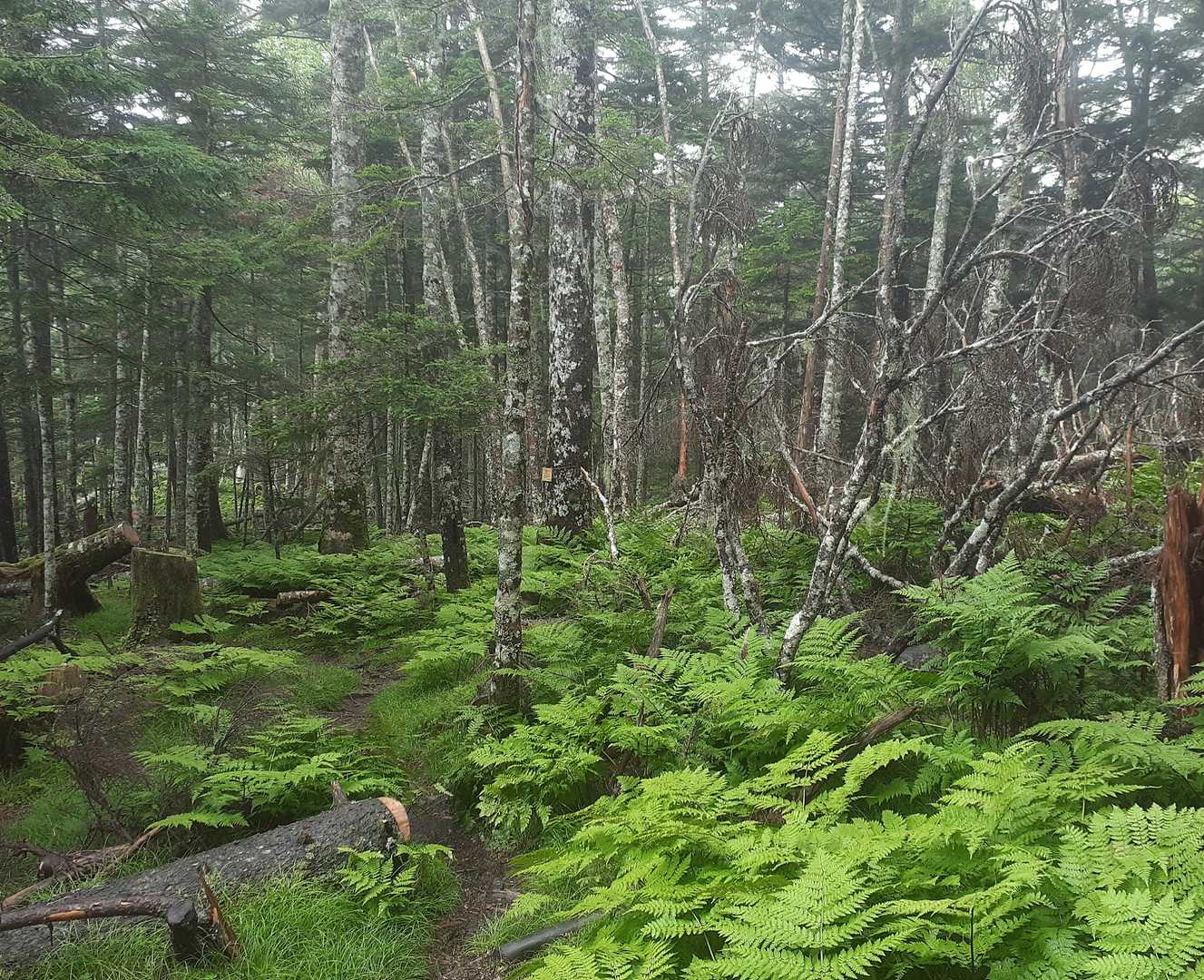 しらびそ峠-前尾高山-尾高山-奥尾高山 往復コースの写真