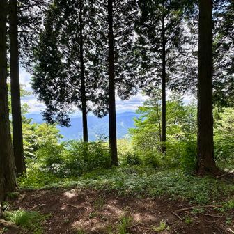 尾根に出てきたら、風が上がってきて涼しい！
右の方向に富士山見えるらしいけど、茂みと重なって見えないや笑