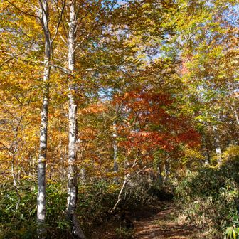 山登りの疲れも少し癒され。