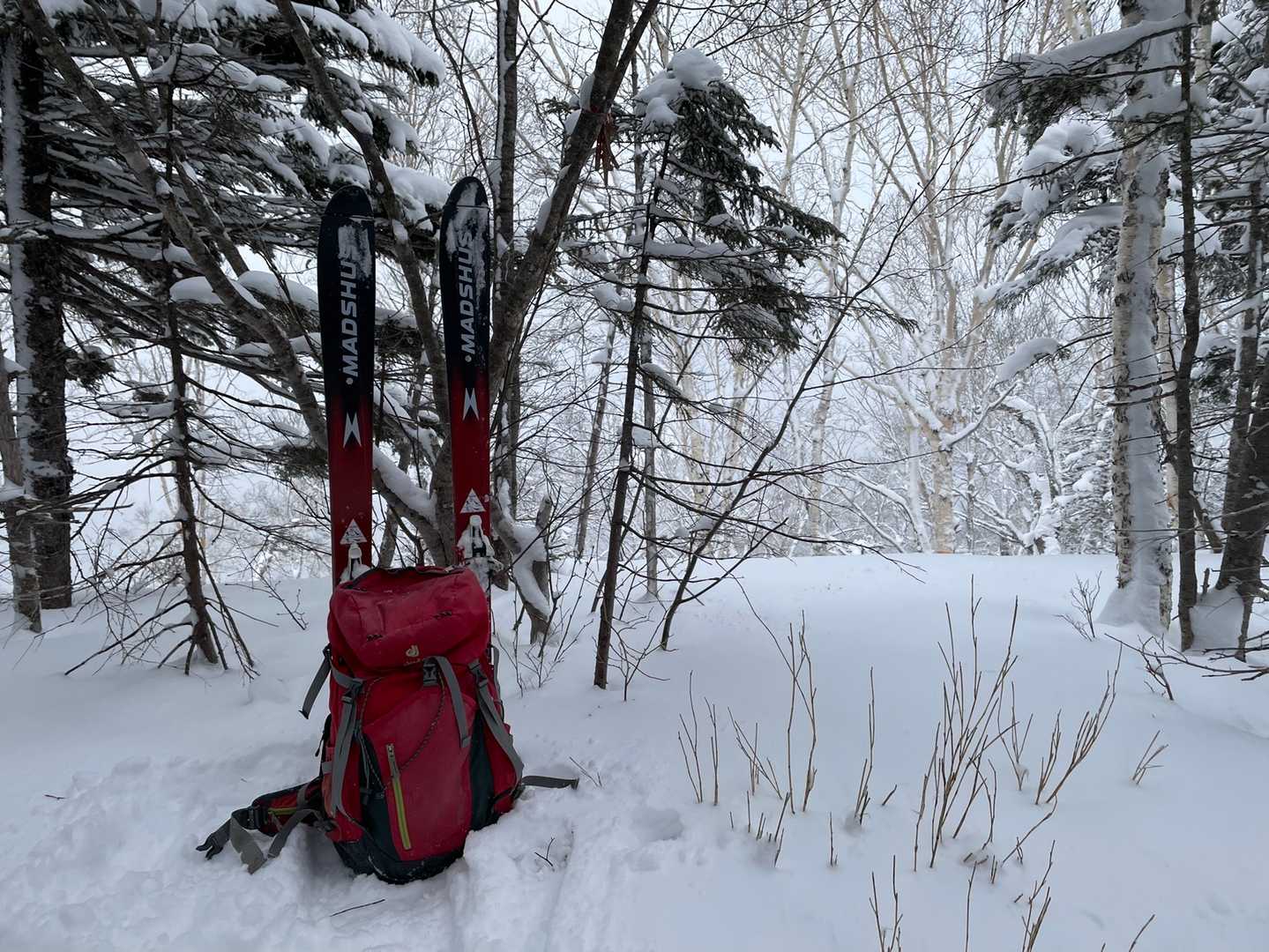 樹林帯を抜けて山頂。
古びたピンクテープがありました。