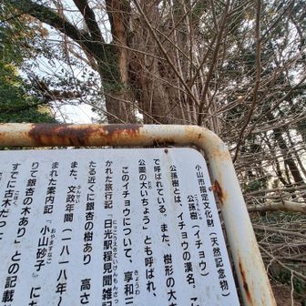 お姫様の霊が宿り枯れてしまったというイチョウ