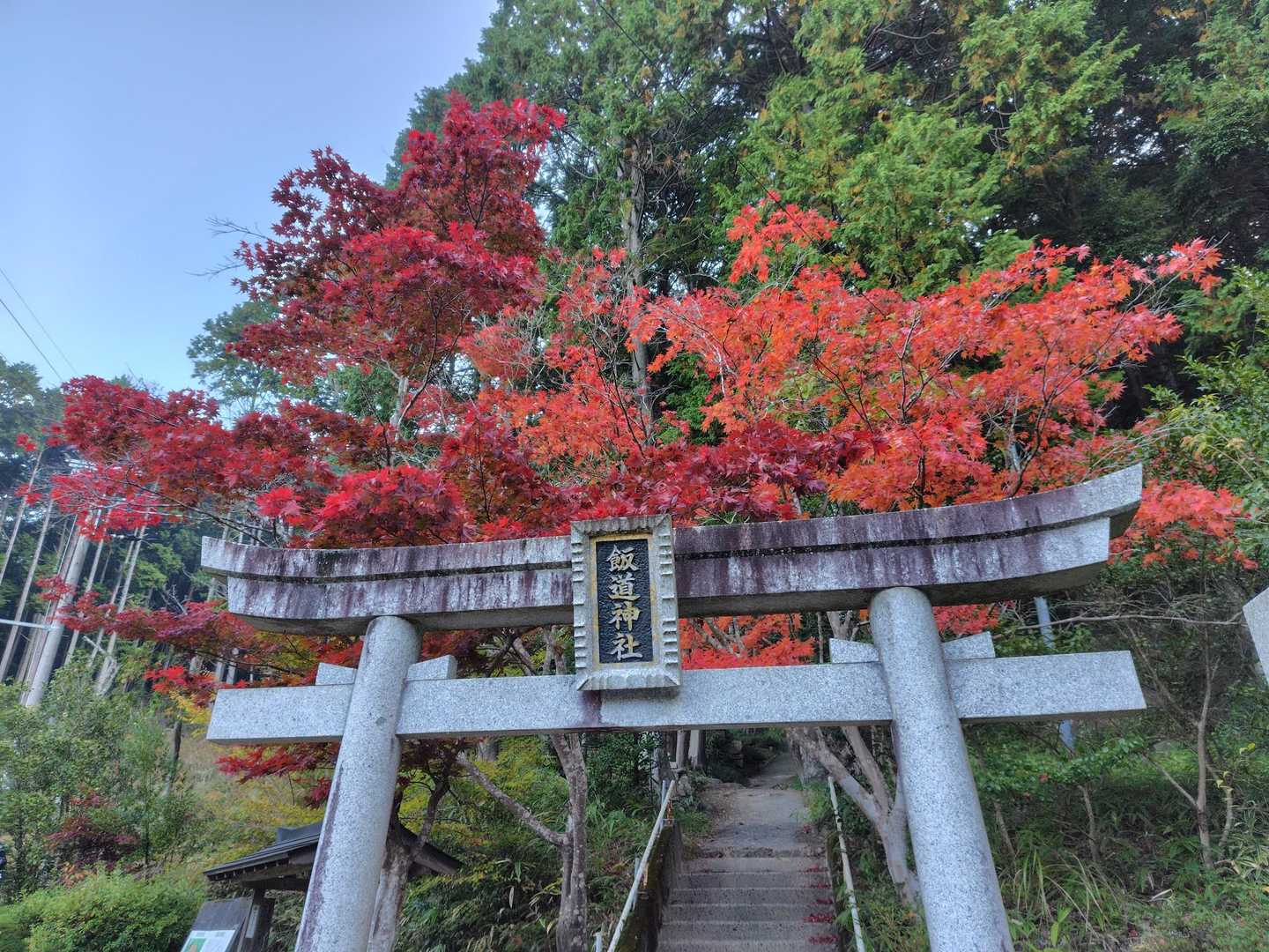 駐車場の紅葉🍁が綺麗