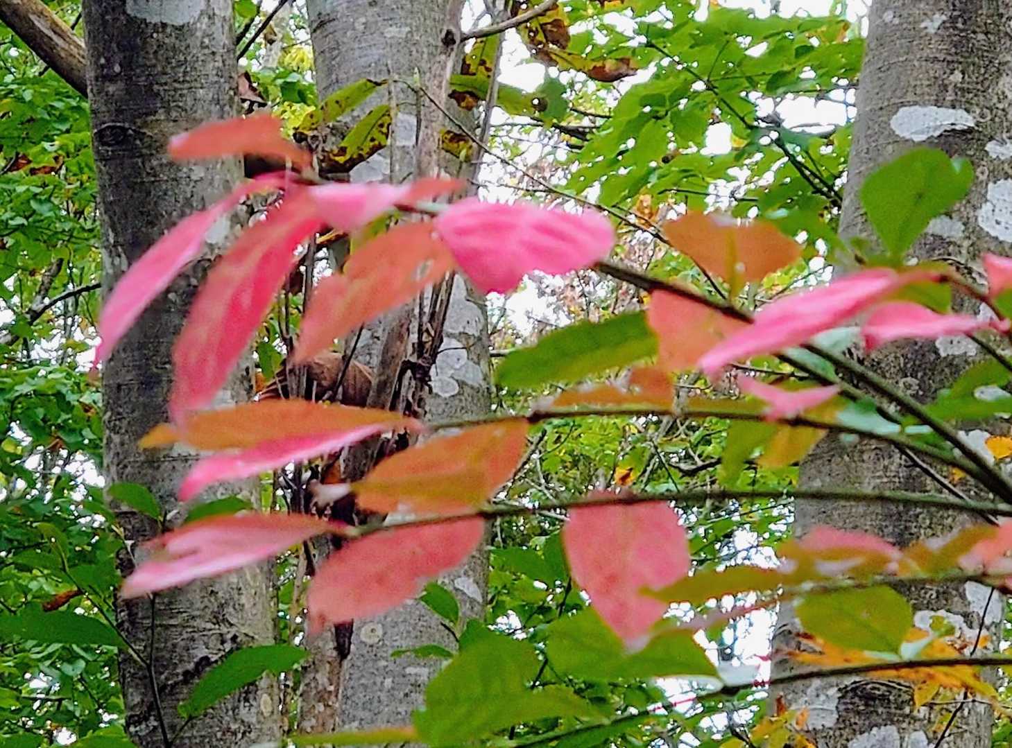 🔴秋の気配🍁🍂