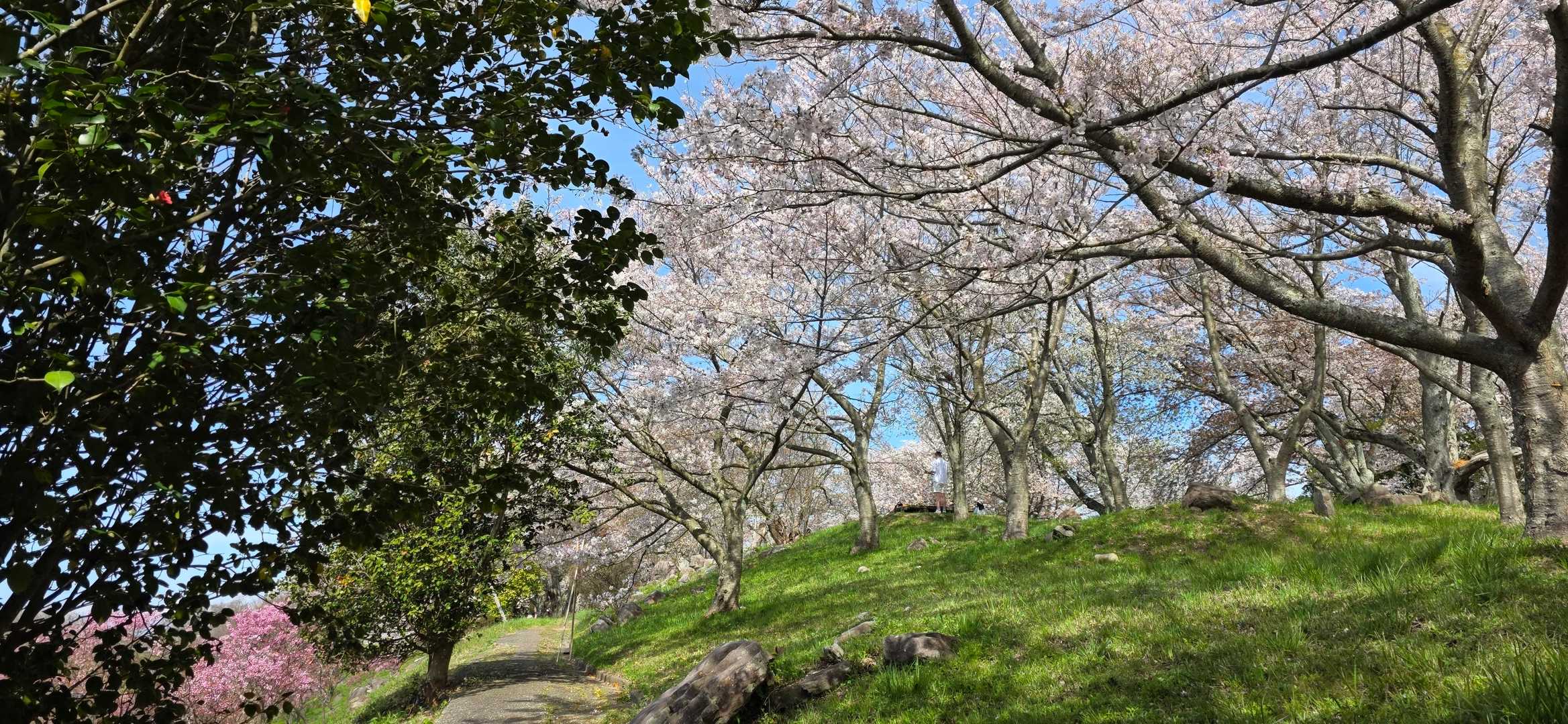 右のロードには花見客がたくさん
横道にそれると人はまばら