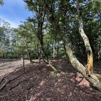 分岐です。左が百井・北山修道院の取り付き方面、右は大見の前坂峠取り付き方面。何だか青空が見えてきた❗️