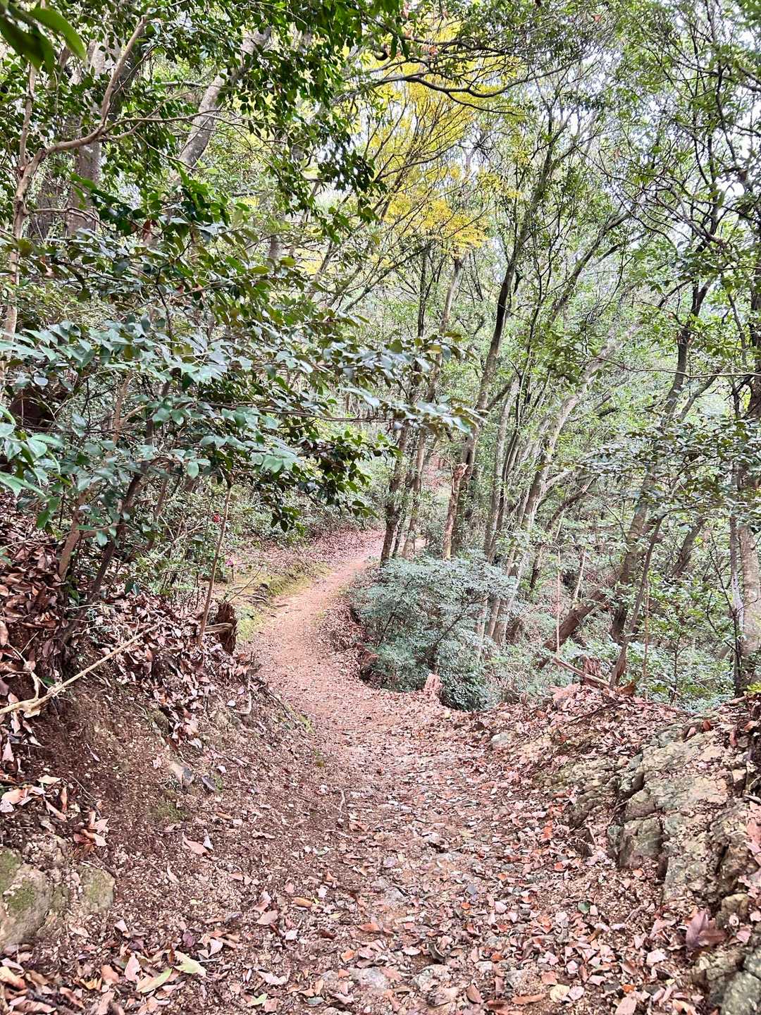 朝日山 周回コースの写真