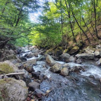 大雨の影響か流れてきた木が多かったです