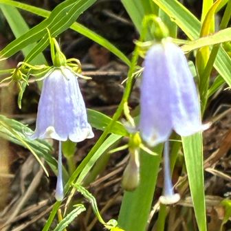 花は少し