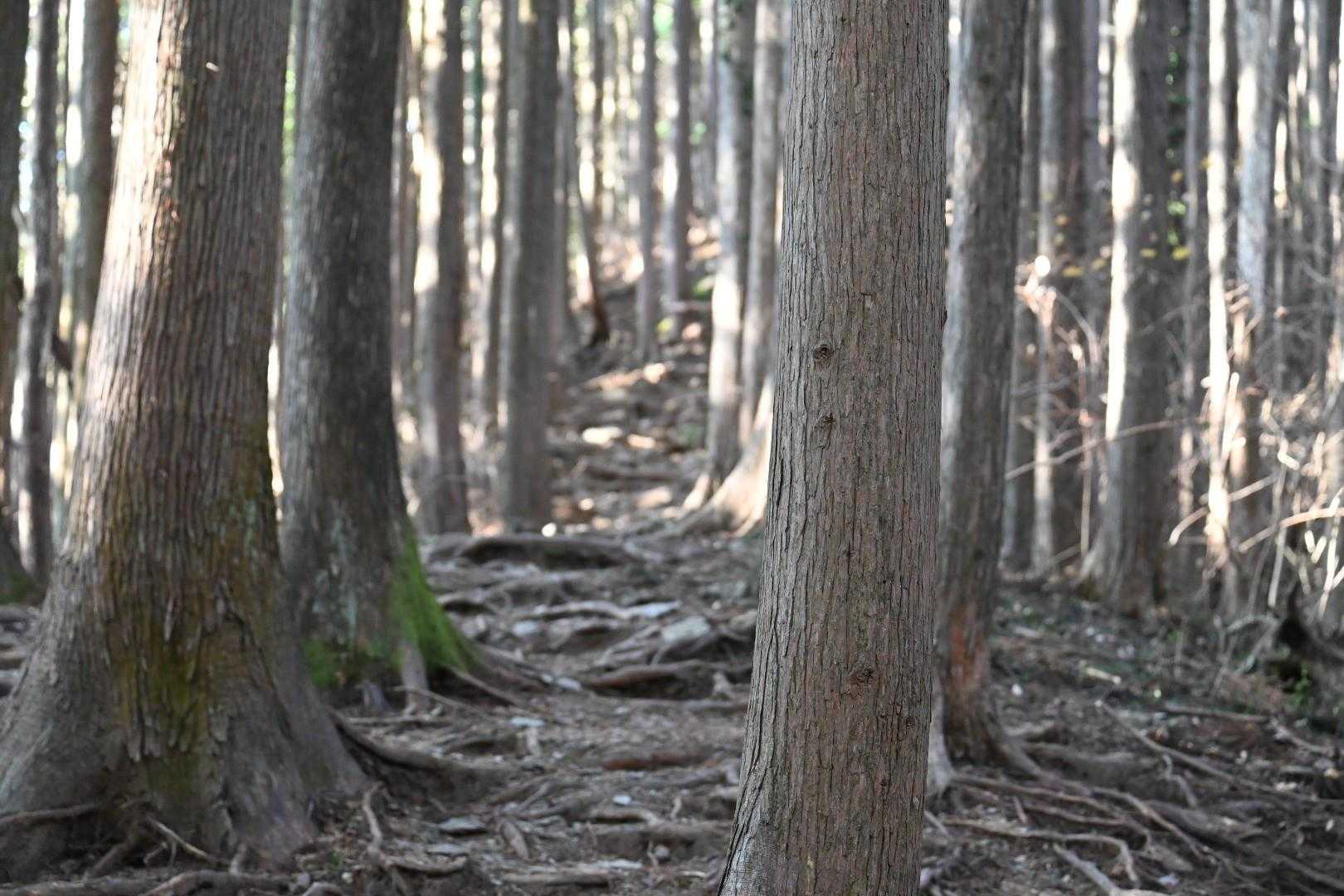 陣馬高原下バス停-陣馬新道登山口-陣馬登山口バス停-藤野駅 縦走コースの写真