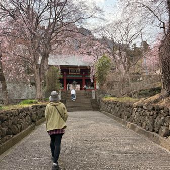 境内にはサクラ🌸