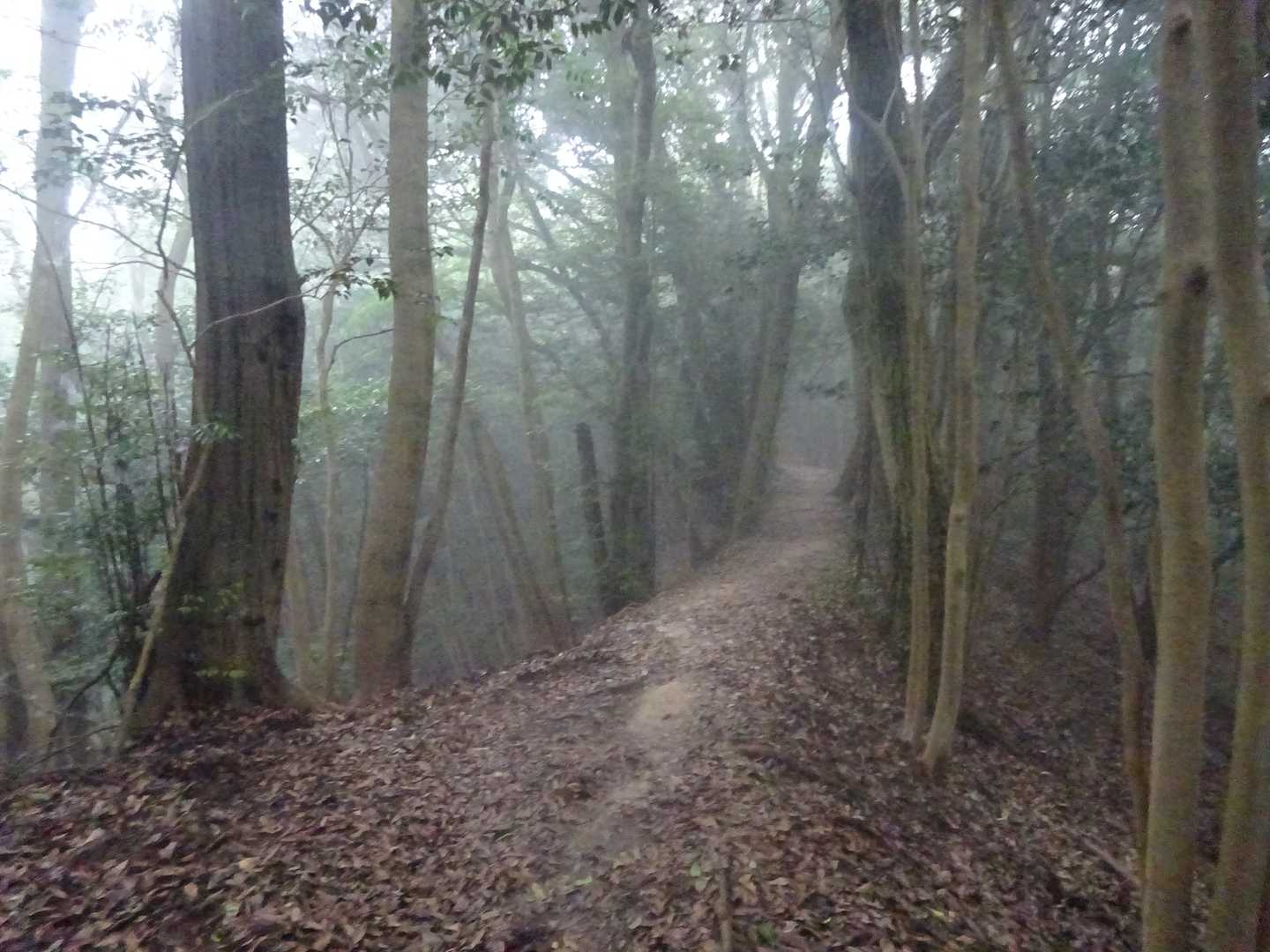 お気に入り尾根道も静か