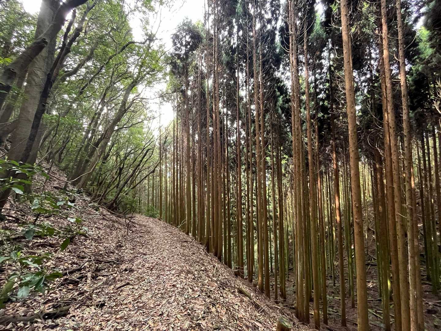 清々しい登山道

🐻が出るそうなので、熊鈴リンリン鳴らしながら歩きます。