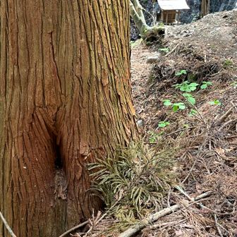 この木の穴に巣を作ったみたい、
多分、ミツバチ🐝

