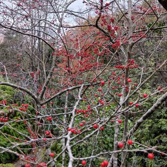 こちらもさほど美味しくなく。おいしければ鳥が食べてますよね。