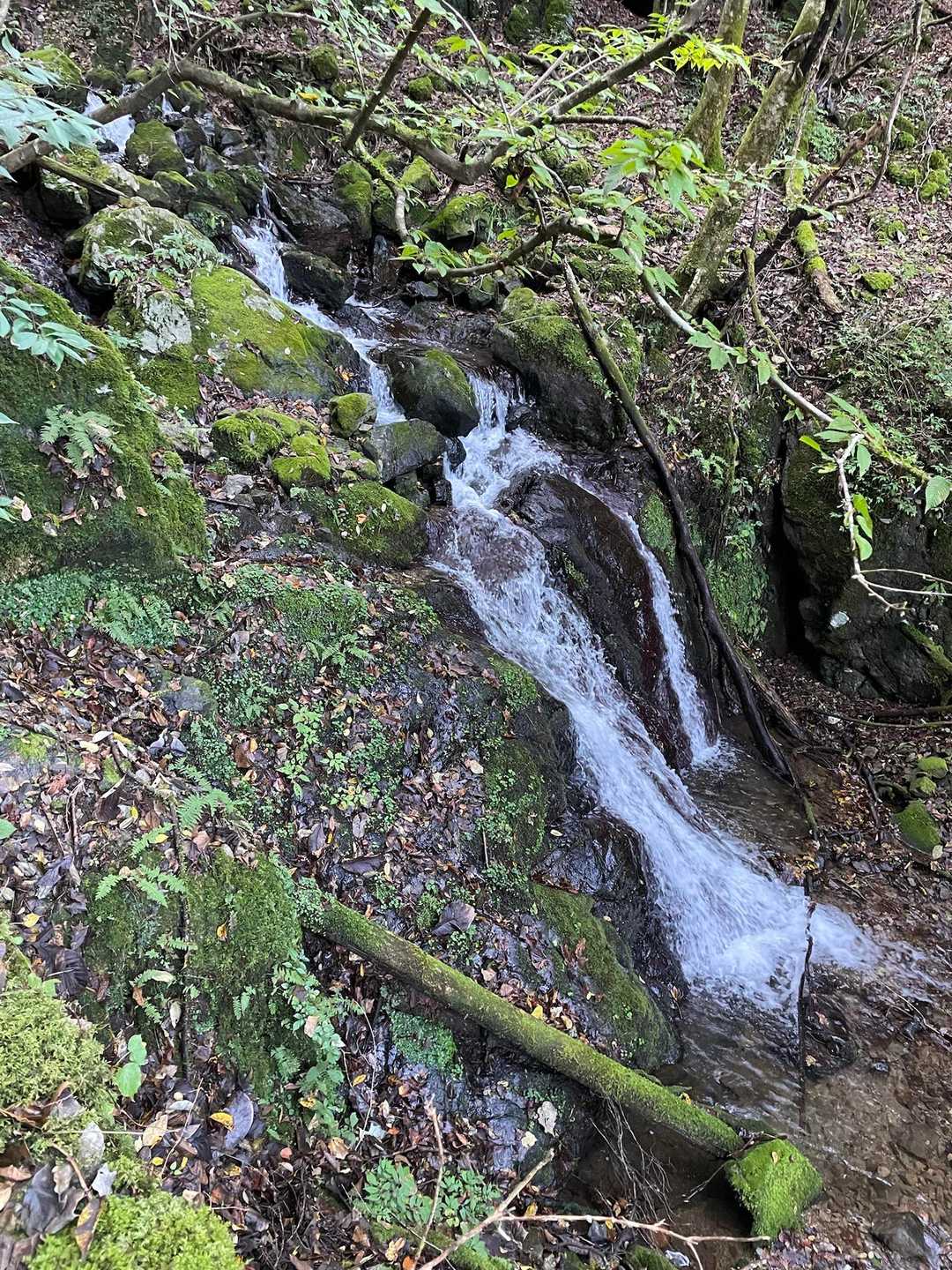 途中から沢の音がずっと聞こえる。
しばらくすると沢沿いに