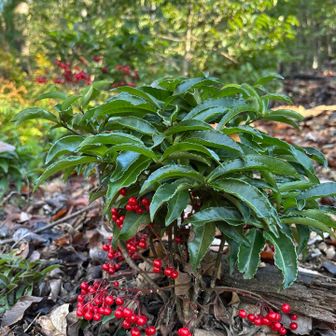 マンリョウがあちらこちらに。
