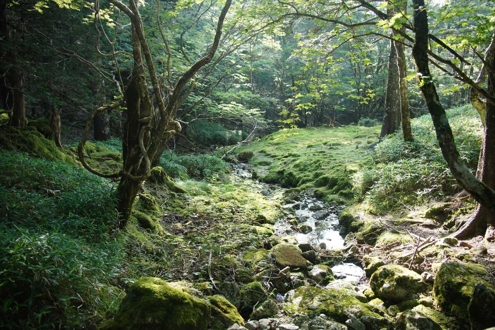 ここも苔が美しかった