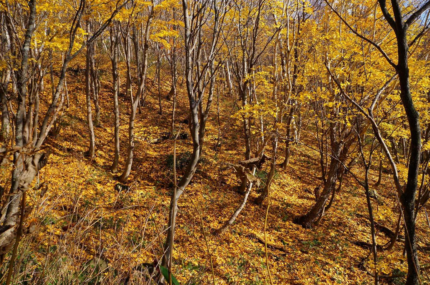 頂白山 往復コースの写真