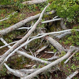 薮漕ぎを過ぎて、比麻良山の登り返しに、少しだけハイマツの根。