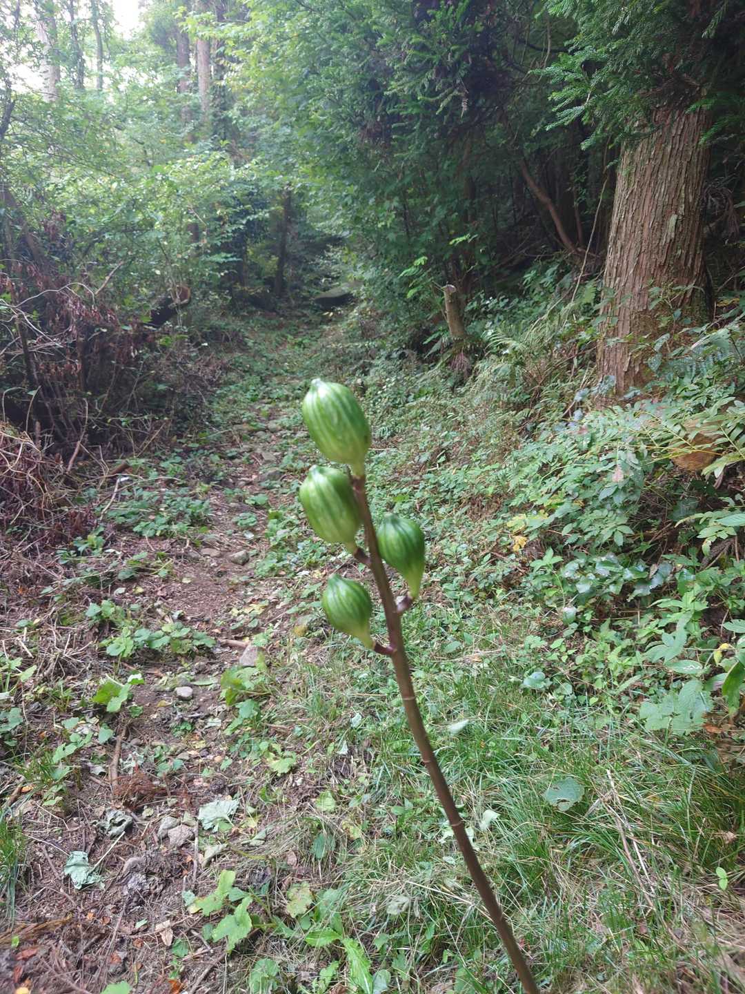 エミロクさん撮ってたやつ!