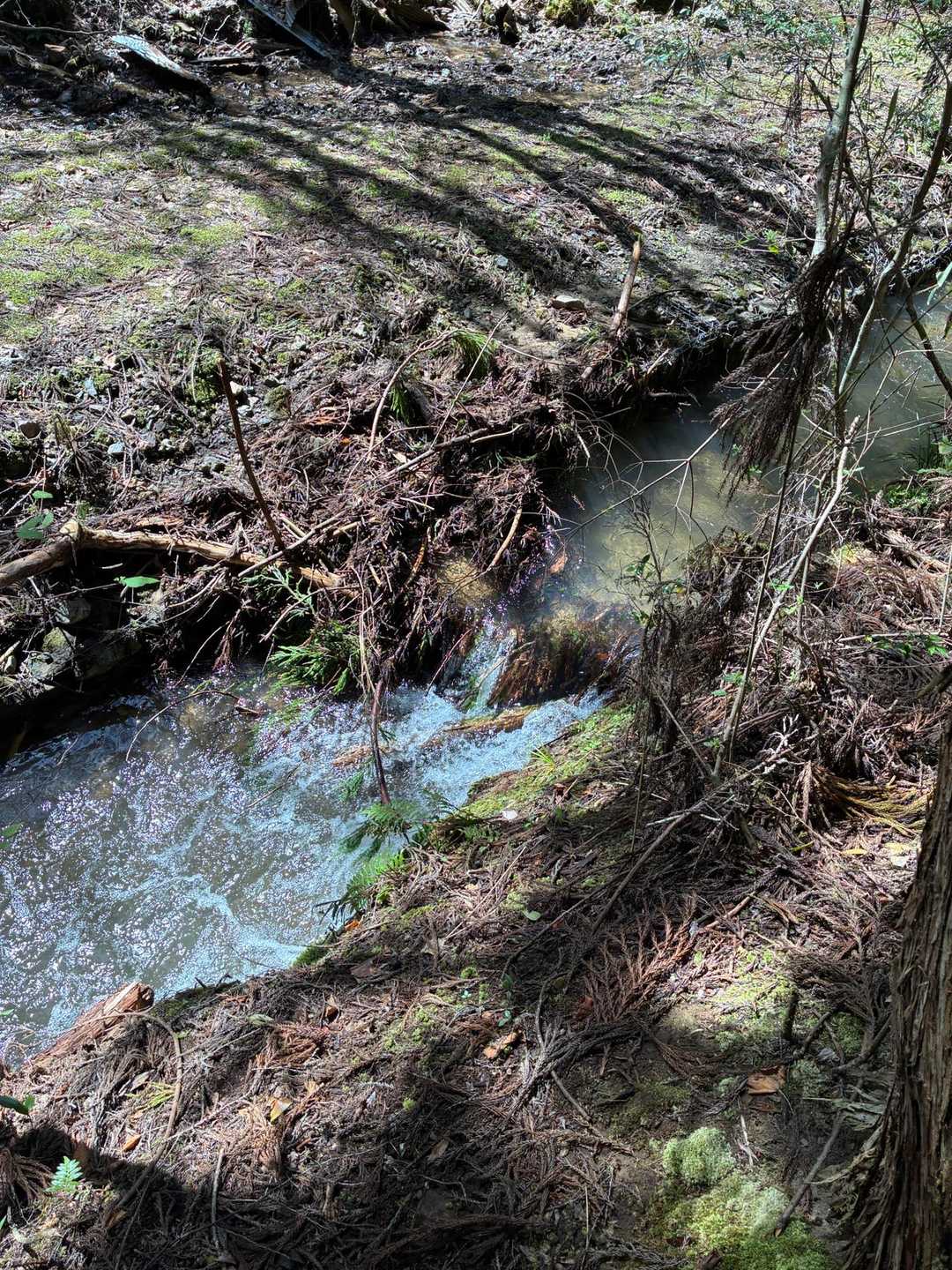 飛べました
ここは南天の滝の上流