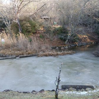 こちらの池もカチカチです
