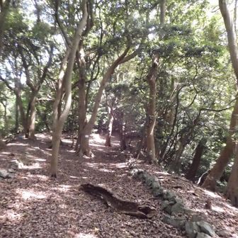 小つぶらの林