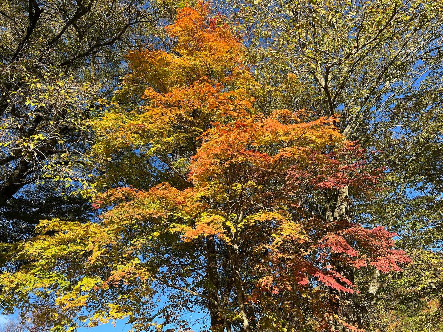 駐車場🅿️内に有る紅葉🍁素晴らしい👍
では、牛曵山に向けて出発🛫🚶💨