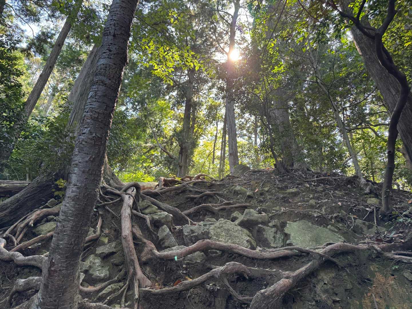 ここを登って、天王山🤩