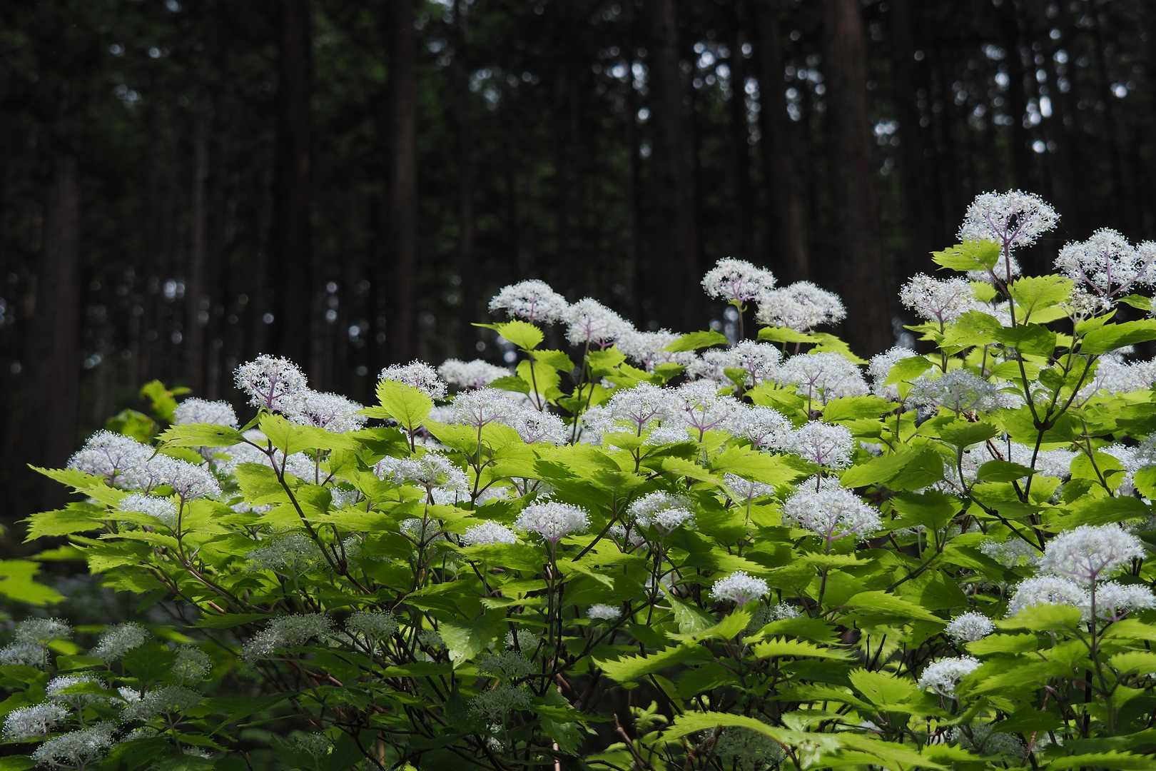 白屋岳登山口-白屋岳 往復コースの写真
