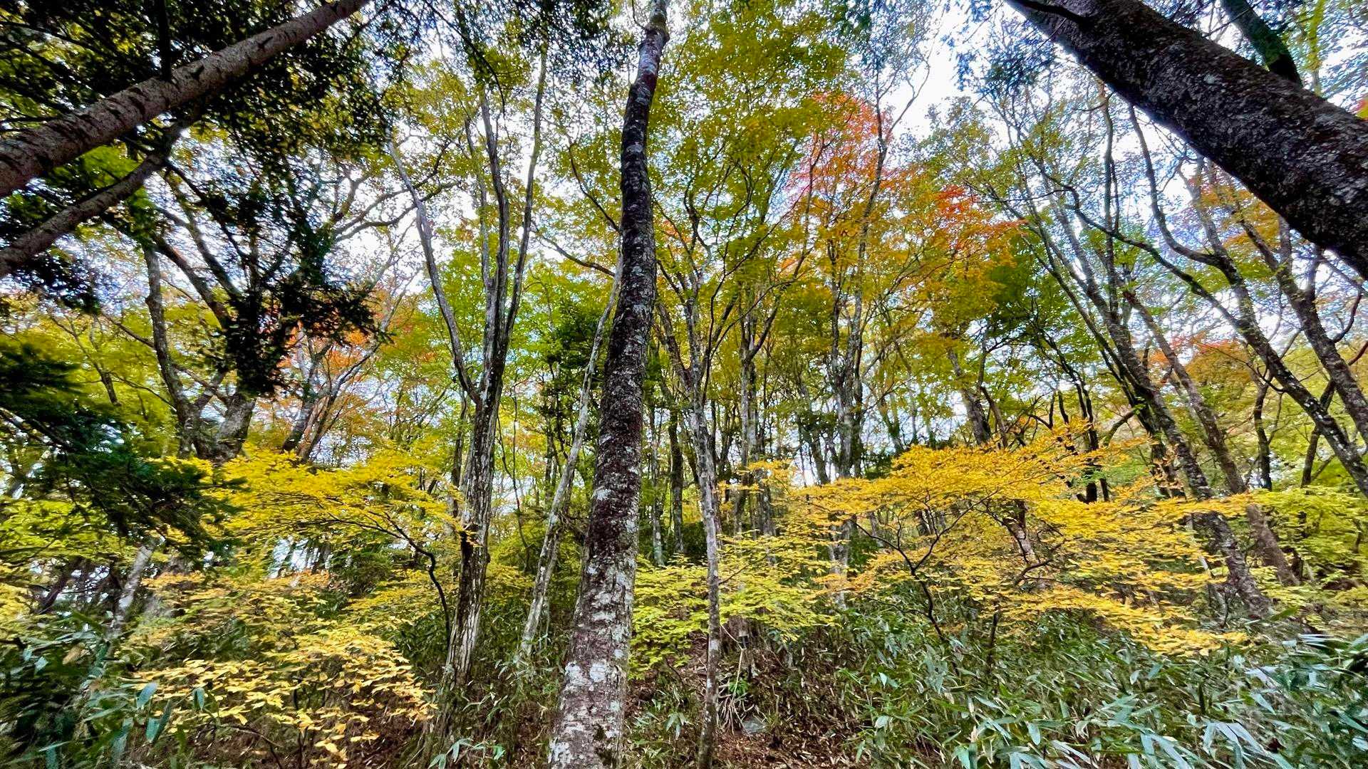 紅葉が結構下まで降りて来てました