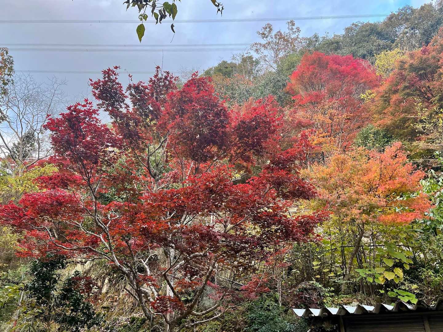 紅葉が綺麗です🍁✨