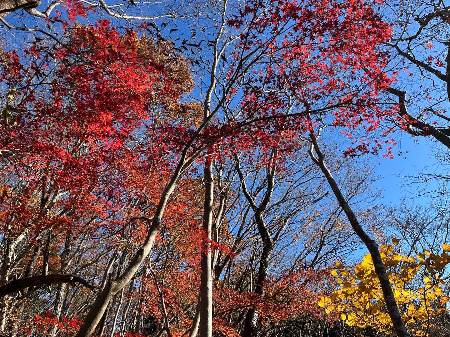 青空に映える🍁