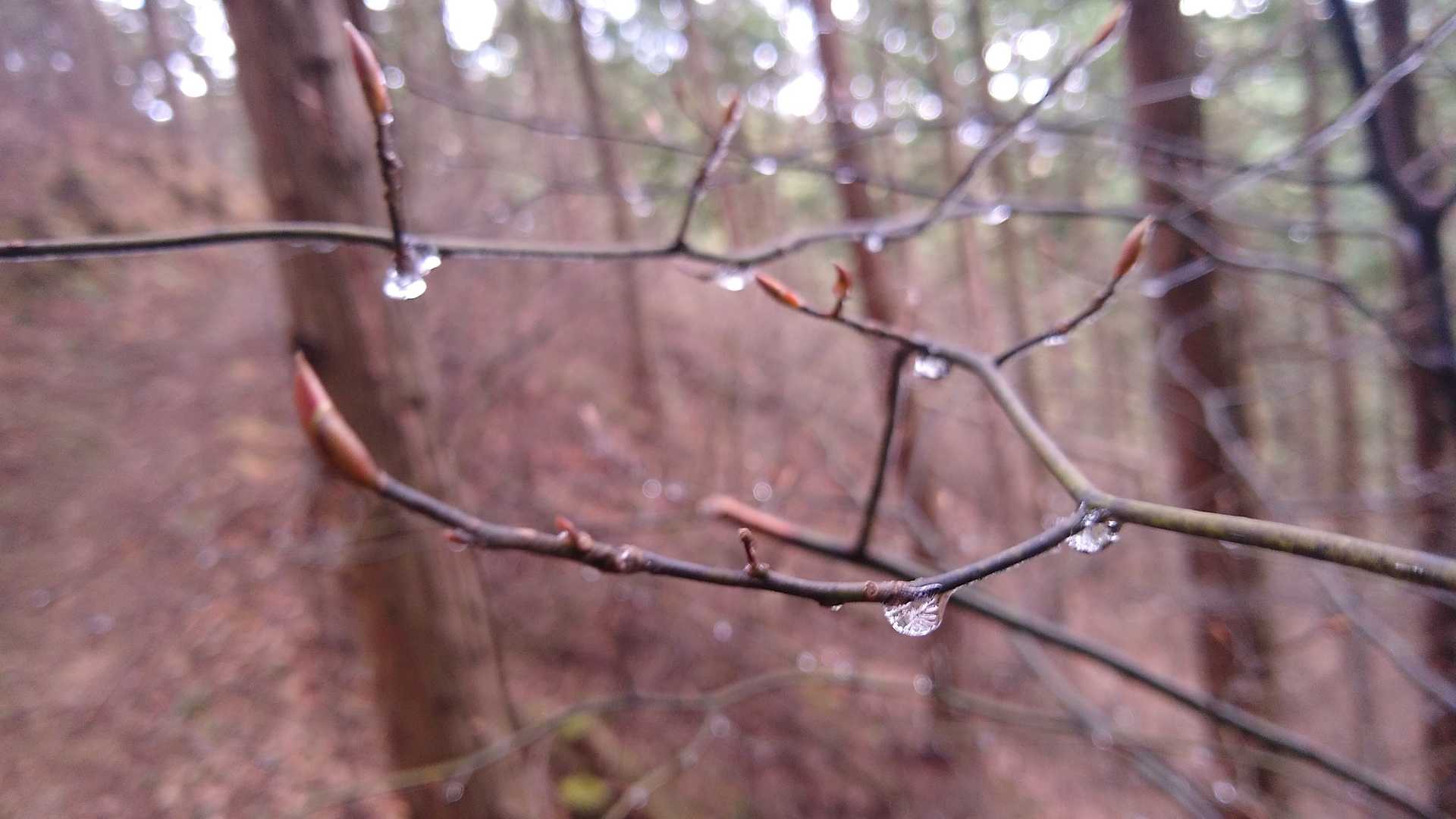 標高が1000m近くではまだ気温が低い　朝露が凍ったまま