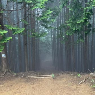 五輪山から伊豆ヶ岳に向かう入口。この雰囲気好きです。