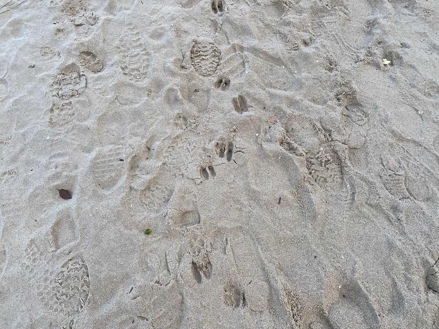 砂浜には蹄の跡が…。
まだ観光客が来る時間じゃないので山から降りてきてないだけですか？