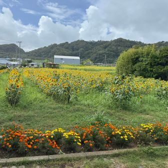 駐車場近くのひまわりの花

この辺りには、家族と義理の母と花摘みに来たことがあり、花が多くあって綺麗でした。
もともとの計画ルートでは大塚山にも登るつもりでしたが、ヒルのことが気になって、熱中症気味のときにと考えていた途中下山ルートに切り替えました。