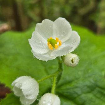ヤマキチ