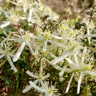 まずは舗装路歩いて

きれいな花