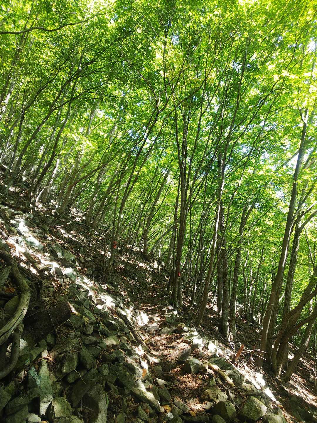 緑のトンネル🌳