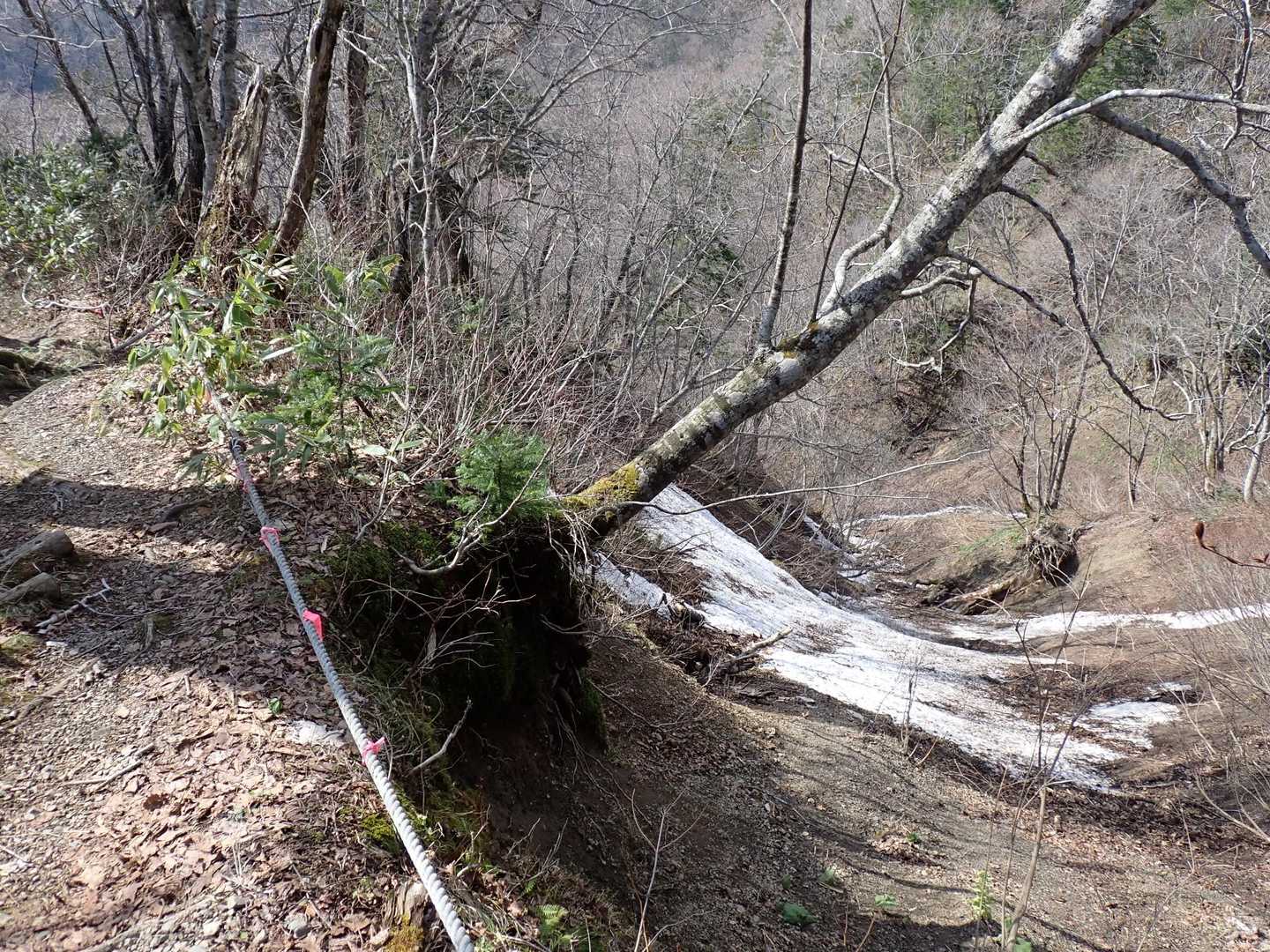 左が登山道
右は谷底へ
まだ藪が薄い