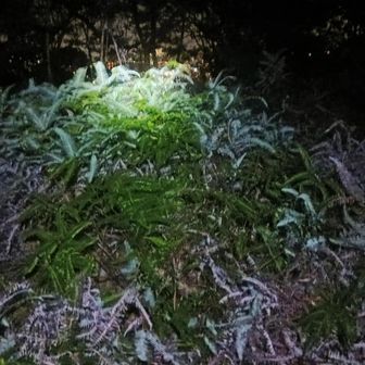 勢見山⛰️山頂👍️
眺望無し😅
標識なし⁉️見当たらず
山頂は藪🌿

近くに勢見山古墳（天武天皇中宮摩耶姫之墓）があるらしいが暗くて不明